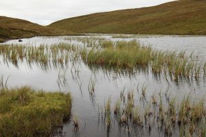 IMG_3006 Lochan with reeds