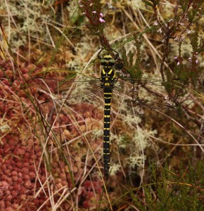 IMG_3035 Male golden-ringed dragonfly (Cordulegaster boltonii)
