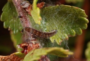 IMG_3046 Caterpillar of moth (Swammerdamia passerella) on dwarf birch (Betula nana)