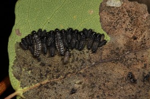IMG_3731 Leaf beetle larvae feeding on aspen leaf