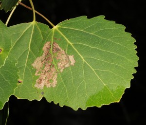 IMG_3737 Aspen leaves sewn together by caterpillar of poplar lutestring moth (Tethea or)