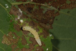 IMG_3739 Caterpillar of poplar lutestring moth (Tethea or), found inside aspen leaves it had sewn together