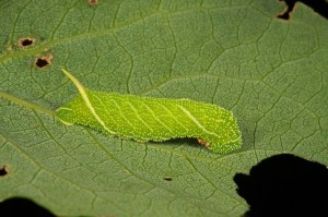 IMG_3762 Caterpillar of poplar hawk-moth (Laothoe populi) on aspen leaf (Populus tremula)