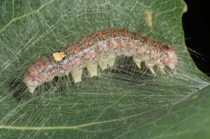 IMG_3771 Caterpillar of poplar grey moth (Acronicta megacephala) on aspen leaf (Populus tremula)