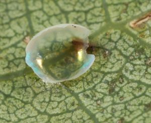 IMG_3788 Broken egg of poplar hawk moth