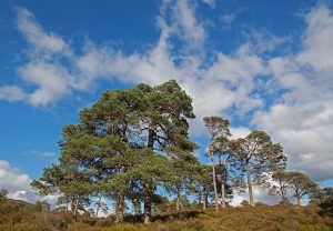 IMG_3827 Cloud formation over Scots pines