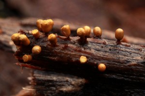 IMG_0371 focus stack