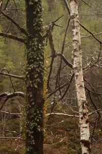 IMG_0422