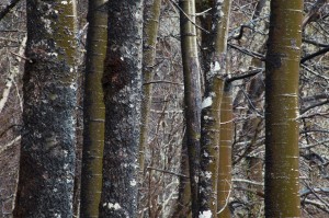 IMG_0515