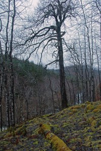 IMG_0536