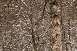 IMG_0580