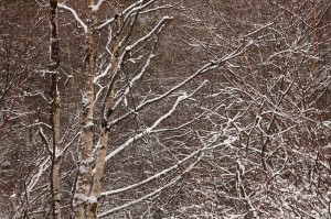 IMG_0594