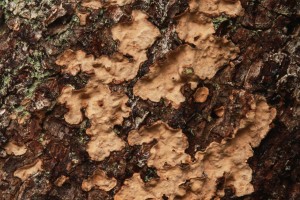 IMG_0818 Bleeding broadleaf crust fungus (Stereum rugosum) on dead alder