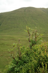IMG_2894 Overgrazed rowans, photographed in 2008