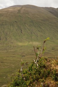 IMG_6295