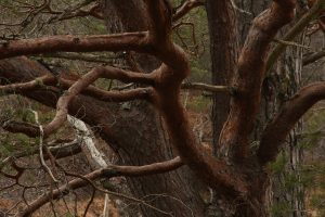 Detail of the branch pattern on the Scots pine.