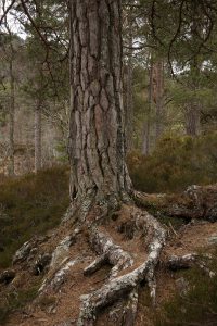 Scots pine with exposed roots near the Farrar River.
