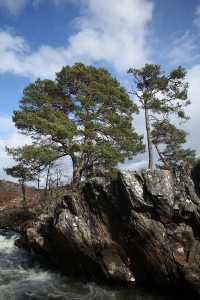 Closer view of the Scots pines just above the falls.