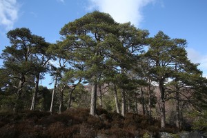 This group of Scots pines were growing on a small rise in the area of land surrounded by the bend in the river.