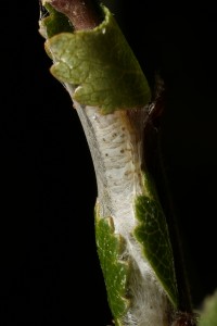 In this photograph, the caterpillar had retreated fully back into its silken tube.