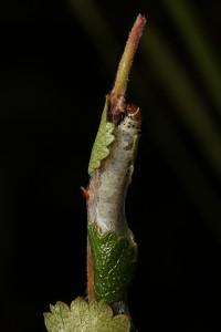 Here the caterpillar was just beginning emerge from its silken retreat.