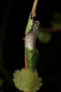 This is the caterpillar I spotted in July this year, in almost exactly the same place as the one I'd photographed in 2012.