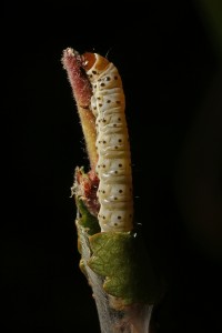 Close up of the caterpilar, fully emerged from its silken retreat.