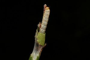 After a couple of minutes, the caterpillar had emerged to the tip of the dwarf birch shoot it was living on.