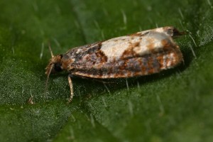 A different view of the micro-moth (Epinotia trigonella).