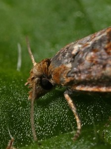 Close up of the head of the micro-moth (Epinotia trigonella).