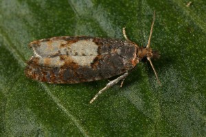 This is the adult of the micro-moth (Epinotia trigonella) that emerged from the pupa.