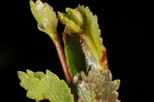 Another photograph of the caterpillar on the dwarf birch plant that I photographed in 2012.