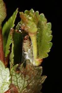 Caterpillar inside a partial silk cocoon, wrapping some dwarf birch leaves together.