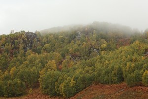 Mist over the birchwood at the eastern end of Glen Strathfarrar.