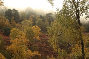 Mist drifting through the canopy of Scots pines, in amongst the birch on the hillside.