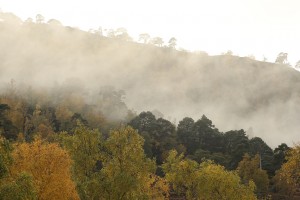 Closer view of the mist drifting above the canopy of the Scots pines.