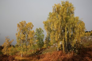 The sun came out for a few moments and briefly illuminated these birch trees.