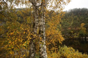 Birch trees and Scots pines beside Loch Beannacharan.