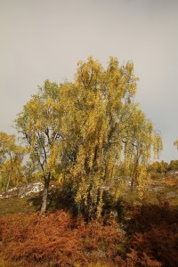 Birch trees on the north side of the glen.