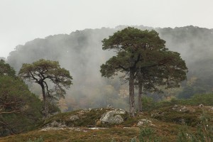 Scots pines on a small rise beside Loch Beannacharan, with mist swirling behind.