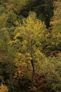 Aspen tree (Populus tremula) on a steep slope beside the Farrar River.