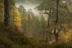 Here, the brilliant yellow leaves on the left of this photograph belong to a group of aspen trees (Populus tremula).