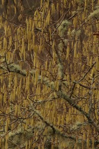 The numbers of catkins on this part of this one hazel tree were almost bewildering.