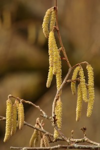 In this image, a tiny red female flower can be seen emerging from the stem just above the  centre of the photograph.
