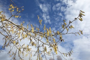 Another view, looking up at some of the catkins, highlighted against the blue sky.