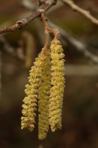 This was comparatively small group of catkins on one of the branches.