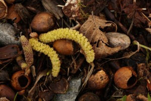 Fallen catkins amongst empty hazelnuts and partially decomposed leaves.