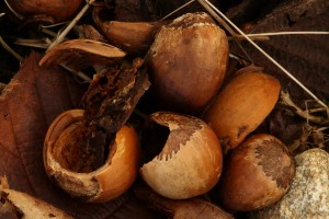 The nuts in this cluster of empty shells had all been eaten by rodents.