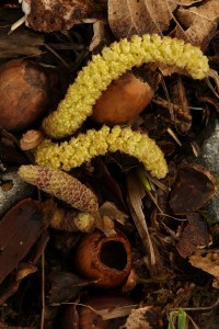 These catkins had afllen amongst some hazelnut shells from last year - the nuts inside them would most likely have been eaten by rodents such as wood mice (Apodemus sylvaticus).