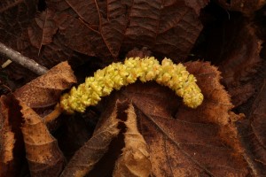At first glance, this fallen catkin looked like an inert green caterpillar, resting on the fallen leaves.